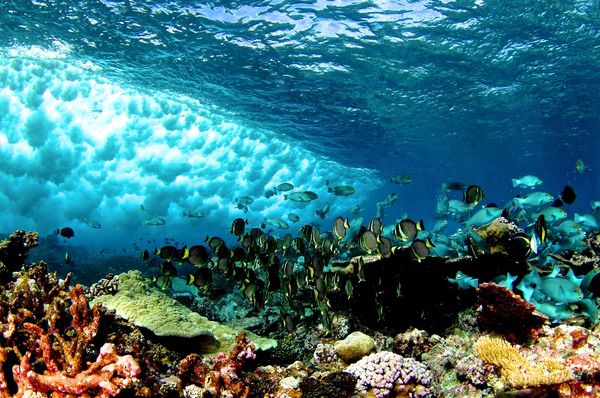 Вчені: загибель коралів призведе до збільшення хвиль в океані. Якщо глобальне потепління продовжуватиметься такими ж темпами, структури коралових рифів зменшаться і ослабнуть, що знизить захист берегової лінії від високих хвиль.
