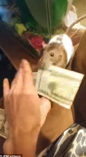 Нахабний щур вкрав у господаря долари за оренду житла. У США чоловік зняв на відео, як його домашній щур краде викладені на дивані купюри по $20.
