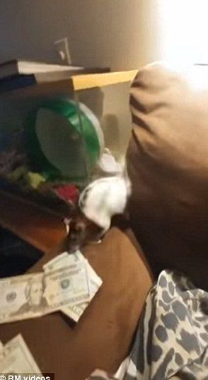 Нахабний щур вкрав у господаря долари за оренду житла. У США чоловік зняв на відео, як його домашній щур краде викладені на дивані купюри по $20.