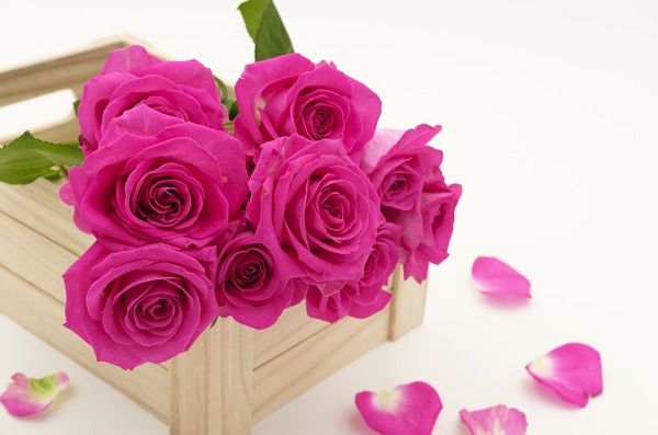 Які квіти дарувати на 8 березня ?. Чому прийнято в цей день дарувати квіти і які квіти потрібно дарувати на 8 березня?
