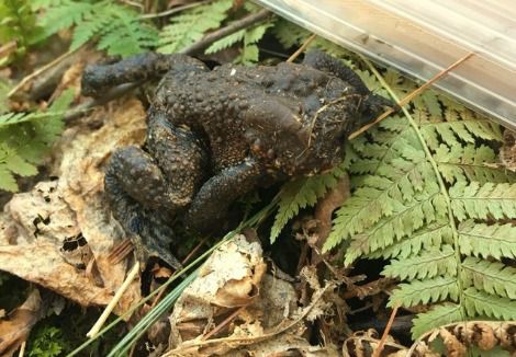Жаба без голови шокувала вчених. Герпетолог Джилл Флемінг виявила в лісі штату Коннектикут незвичайне земноводне. У жаби були відсутні очі, ніздрі, щелепу і язик. 
