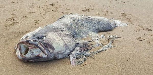 На пляжі в Австралії знайшли двометрову рибу-монстра. Вага знайденої риби становив близько 150 кілограм.