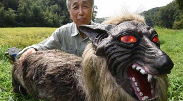 У Японії вчені винайшли вовко-монстра для захисту фермерів. В Японії вчені винайшли справжнього монстра, схожого на вовка.