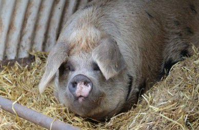 Органи свині-франкенштейна зможуть пересаджувати людям. Фахівці і зоологи Японії створюють новий унікальний вид свині-франкенштейна.
