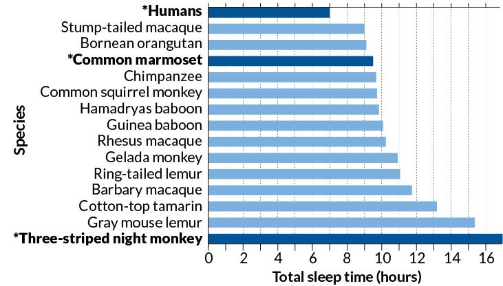 Люди виявилися найбільш малоспящими з приматів. Статистика пророкує, що люди повинні спати майже десять годин на добу, але ми легко обходимося сім'ю – чому, поки невідомо.