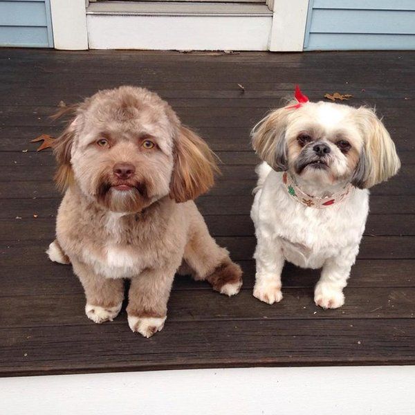 Йоги - песик з майже людським обличчям. Коли фотографії цієї собаки потрапили в інтернет, люди відразу ж стали писати в коментарях, що у пса неймовірно людське обличчя. "Це собака з обличчям людини", - писав кожен другий.
