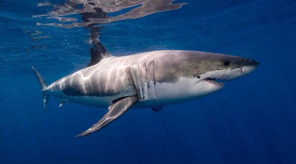 Чому в акваріумах немає великої білої акули?. А ви боїтеся акул? А білих акул? Чому ми не можемо ось так просто взяти і побачити в океанаріумі велику білу акулу?