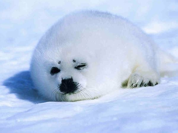 15 березня - Міжнародний день захисту бєльков. Бєльки – дитинчата гренландського тюленя.