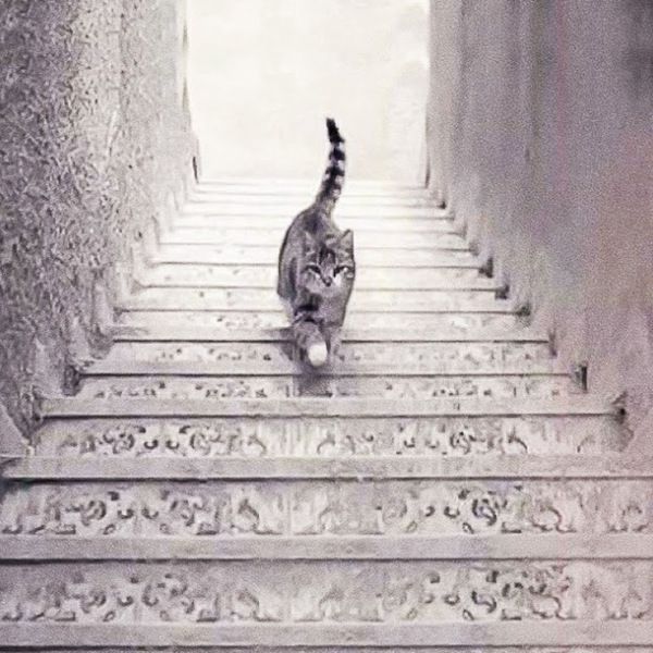 Кішка піднімається сходами чи спускається ?. Тест допоможе вам визначити вашу особистість. 