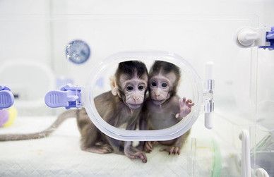Сім ссавців, яких вдало клонували. Недавнє повідомлення китайських вчених про народження клонованих мавп не здивувало фахівців, але викликало занепокоєння в суспільстві.