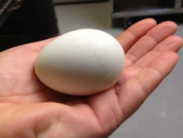 Ти ні за що не вгадаєш, яйця якої тварини — самий рідкісний делікатес у світі. Виглядає неапетитно.