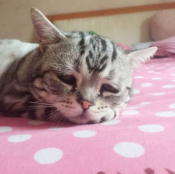 Користувачі мережі знайшли найсумнішу тварину (фото). У соціальній мережі Instagram набирають популярність фотографії «дуже сумного» кота.