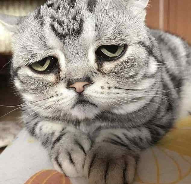Користувачі мережі знайшли найсумнішу тварину (фото). У соціальній мережі Instagram набирають популярність фотографії «дуже сумного» кота.
