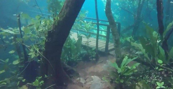Дуже гарний підводний ліс у Бразілії просто знахідка для дайверів. Незвичайний туристичний об'єкт з'явився через затоплення тропічного лісу.