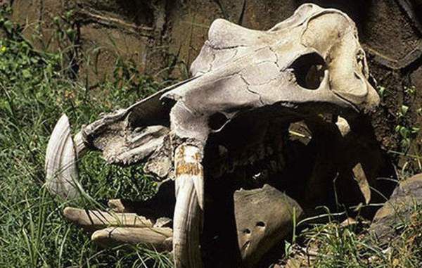 В Африці знайшли череп гігантської неопізнаної істоти. Частина очевидців впевнена, що був знайдений череп дракона
