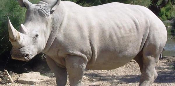 Люди вбили останнього у світі самця білого носорога. У Кенії помер останній самець північного білого носорога.