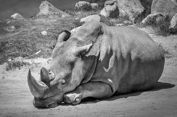 Люди вбили останнього у світі самця білого носорога. У Кенії помер останній самець північного білого носорога.
