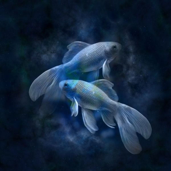 Чому Риб складніше зрозуміти ніж іншіх знаків Зодіаку?. Риби — 12-й, останній, знак Зодіаку. Їх головні якості — співчуття, інтуїція, незалежність, мудрість і унікальні творчі здатності.