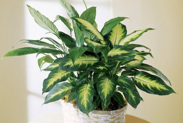 Позбавьтеся від цих небезпечних кімнатних рослин!. Ці 5 отруйних кімнатних рослин приносять шкоду здоров'ю та нещастя до хати.