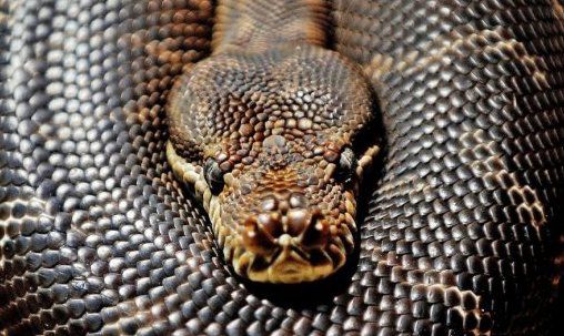 Усередині стіни житлового будинку в Таїланді знайшли п'ятиметрову змію (фото). Величезний пітон ховався в порожнині гіпсокартонної стіни.