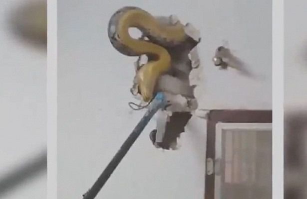 Усередині стіни житлового будинку в Таїланді знайшли п'ятиметрову змію (фото). Величезний пітон ховався в порожнині гіпсокартонної стіни.