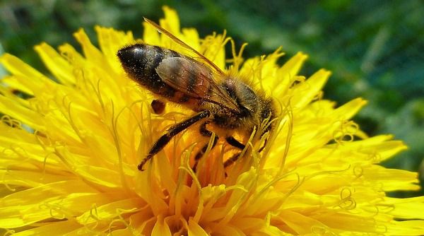 В Іспанії жінка померла після лікування бджоловжалюванням. «Неправильні бджоли».