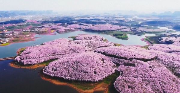 Весна прийшла, але не до нас. У Китаї розквітла сакура: 15 приголомшливої краси фото