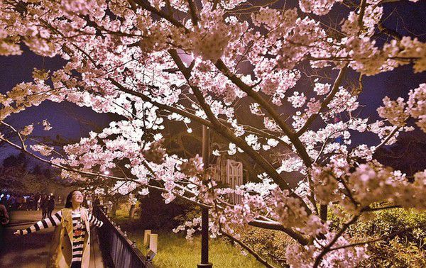 Весна прийшла, але не до нас. У Китаї розквітла сакура: 15 приголомшливої краси фото. Дали японцям фору.