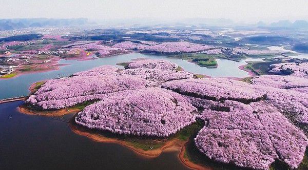 Весна прийшла, але не до нас. У Китаї розквітла сакура: 15 приголомшливої краси фото. Дали японцям фору.