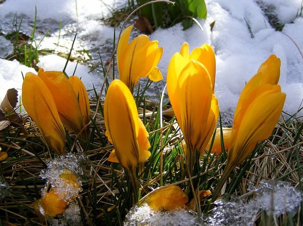 Прогноз погоди в Україні на 23 березня: потепління вдень, вночі морози. Синоптики прогнозують в Україні холодну погоду з нічними морозами.