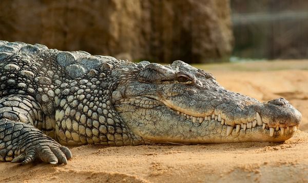 У Зімбабве 3-метровий крокодил прийшов у лікарню, розлютився і помер. У місті Хванг (Зімбабве) відвідувачам госпіталю погрожував 3-метровий крокодил.