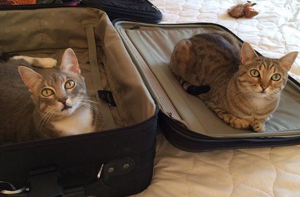 Стало відомо, чому коти так люблять валізи. Деякі власники кішок відзначали, що коти не хотіли, щоб господарі їхали.
