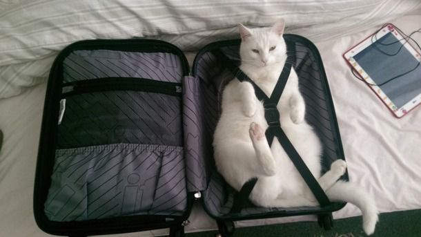 Стало відомо, чому коти так люблять валізи. Деякі власники кішок відзначали, що коти не хотіли, щоб господарі їхали.