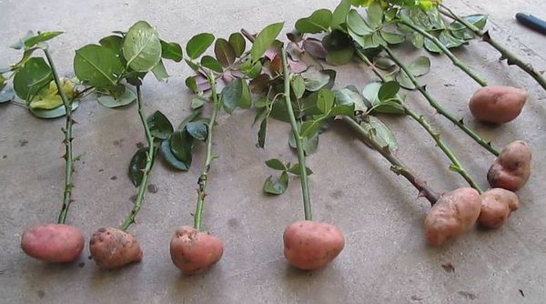 Як виростити красиві ароматні троянди з картоплі(відео).  Виростити таку квітку непросто, це знає кожен садівник.