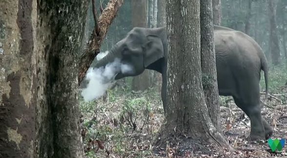Вчені знайшли слона який палить (відео). Дослідники і науковці Товариства збереження тварин Індії зустріли в національному парку слониху яка палить.