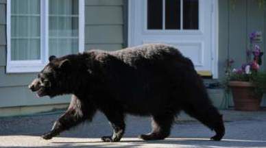 Відважний кіт, рятуючи будинок, атакував величезного ведмедя (відео). Домашня тварина прогнало непроханого гостя з двору.