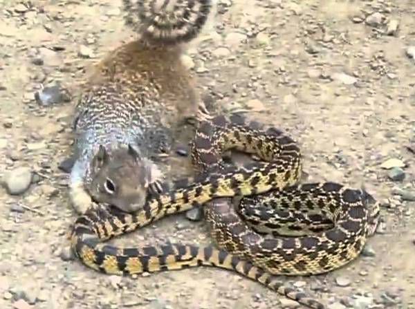 Прикол дня: білка поставила на місце нахабну змію. Сутичка потрапила на камеру.