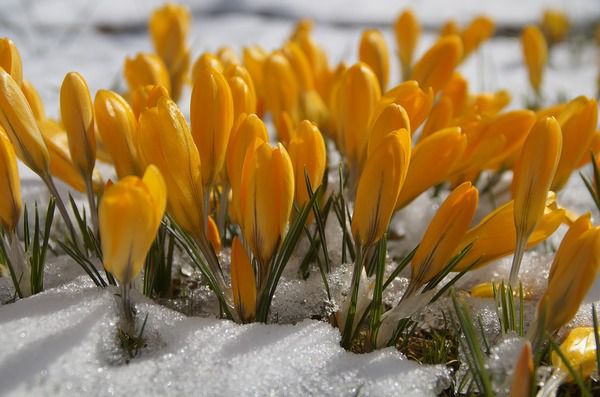 Прогноз погоди в Україні на 25 березня: потепління вдень, вночі морози. Погода в Україні 25 березня, в неділю буде сухою і прохолодною, місцями на дорогах ожеледиця.