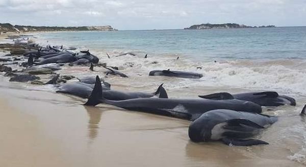Аномальна смерть дельфінів в Австралії спантеличила вчених. Більше 150 тварин викинулися на берег, причина з'ясовується.