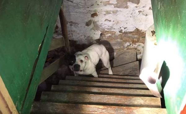 Чоловік переїхав в новий будинок і знайшов у підвалі покинуту собаку, і ось її реакція. Старі власники залишили її умирати.