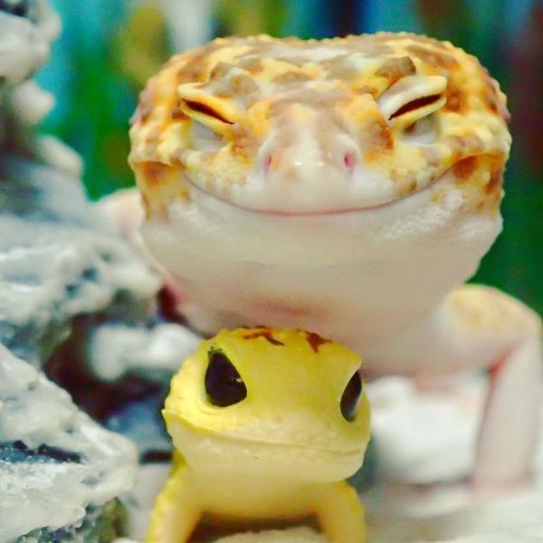 Цей гекон не зміг стримати посмішку, коли побачив свого пластикового друга. Ви коли-небудь бачили більш щасливу істоту?