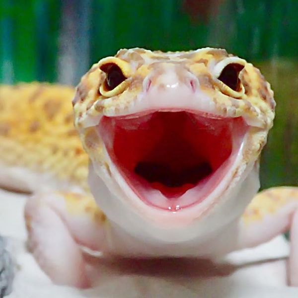 Цей гекон не зміг стримати посмішку, коли побачив свого пластикового друга. Ви коли-небудь бачили більш щасливу істоту?