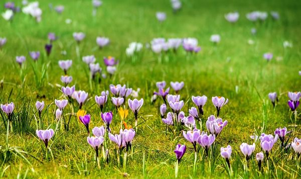 Знаменні події 30 березня: Ладодень. У цей весняний день прийнято оспівувати матінку-природу, яка прокидається після довгої зими.