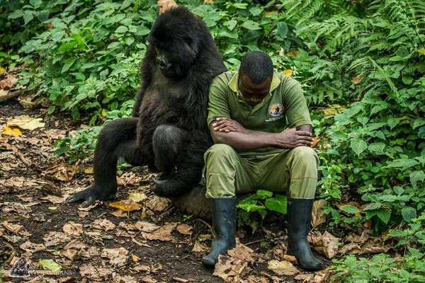 Справжня дружба: мавпа з притулку заспокоює свого пригніченого доглядача. Фотограф отримує шанс захопити солодкий момент між горилою та її опікою.