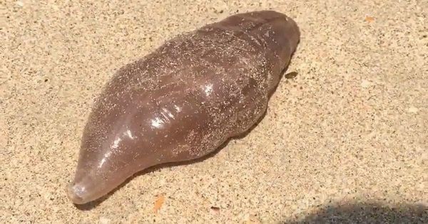 На пляжі в Таїланді британський турист виявив дивну істоту. Місцеві жителі повідомили, що останнім часом вони все частіше потрапляють на таких мутантів.