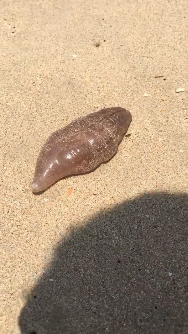 На пляжі в Таїланді британський турист виявив дивну істоту. Місцеві жителі повідомили, що останнім часом вони все частіше потрапляють на таких мутантів.