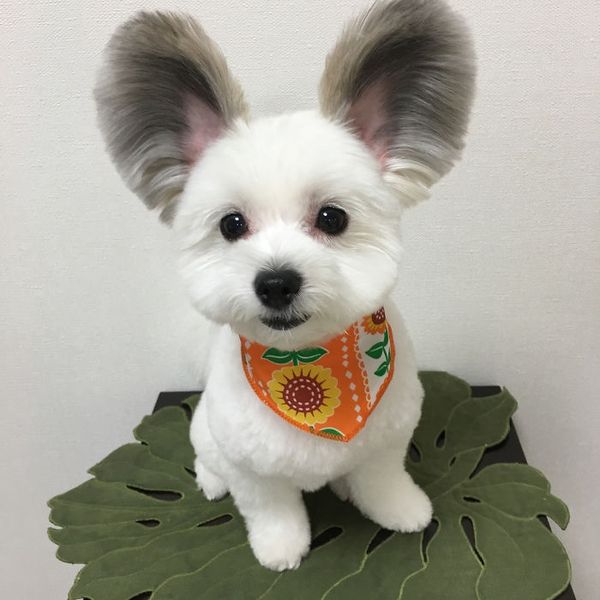 Це щеня з вухами Міккі Мауса зачарувало інтернет. Ну, хіба не краса?