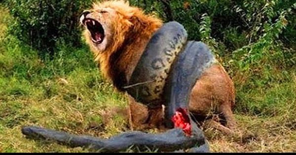 Божевільні битви тварин, знятих на камеру!(відео). Майже завжди  дивитися на тварин цікавіше, ніж дивитися серіали або кіно.... ця незвичайна підбірка - живий тому доказ.