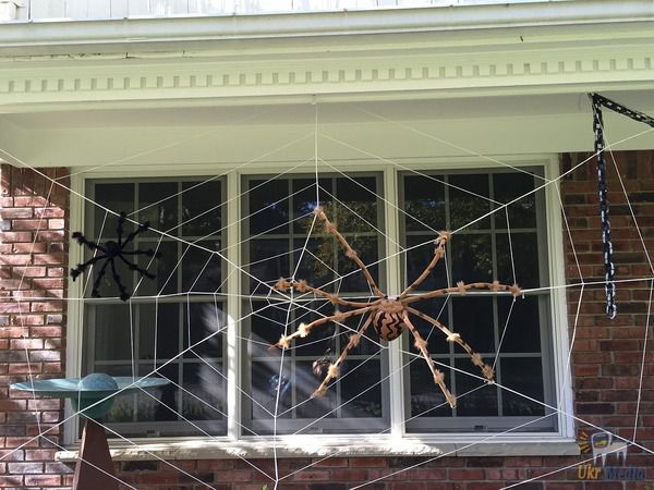 10 простих способів, щоб позбутися павуків. Павуки можуть створювати дискомфорт в домашній обстановці.