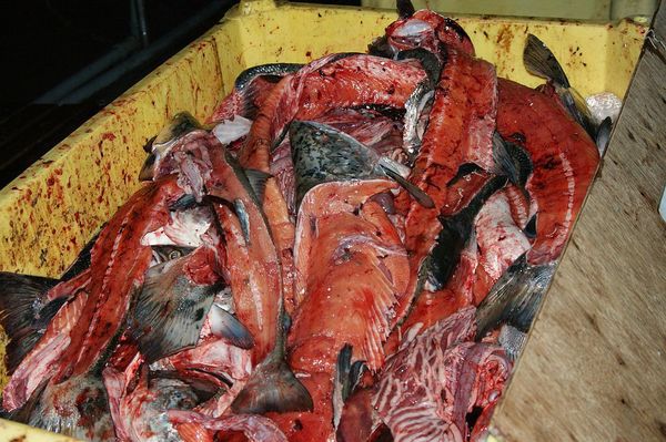 Ось чому фермерський лосось — найтоксичніший продукт у світі. Не купуйте його!